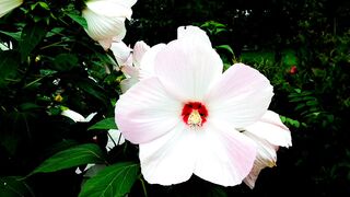 FLOWER 300110
