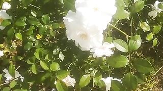 FLOWER 300112
