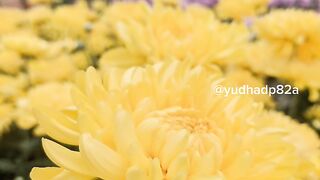 Chrysanthemum