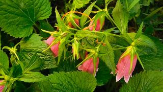 FLOWER 300115