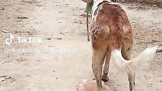 Dog cring