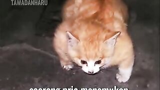 The cat's struggle