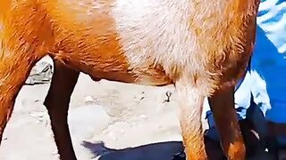 Goat for sale