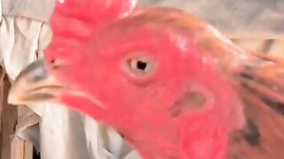 Aseel murga Mianwali breeds for sale 2