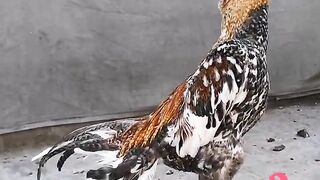 Aseel murga Mianwali breeds for sale fighter murga Mianwali Rooster breeder murga