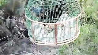 Black francolin Sindhi Kala teetar for sale