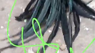 Aseel murga Mianwali breeds