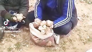 الكمأة 3