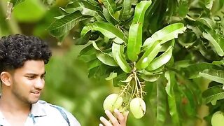The mango cooking style