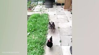 funny video 472