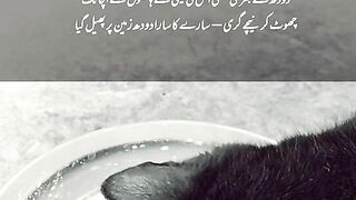 الله کی حکمت