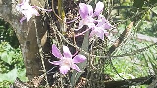 Beautiful flower 14