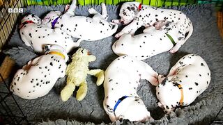 Dalmatian Pups Get First Taste of Outside World  Wonderful World of Puppies  BBC Earth