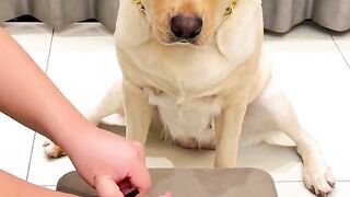 Prank with dog 2