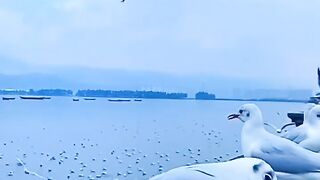 video 341