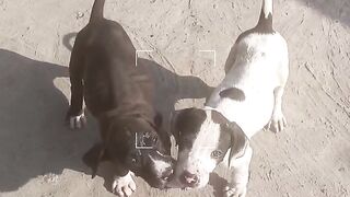 Puppy Love