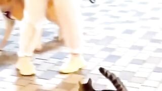 Cats in Epic Battle