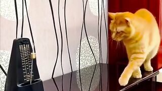 Cats Being Hilarious: You Will Laugh! (2024)