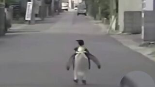 This independent penguin buys his own fish ❤️ #shorts