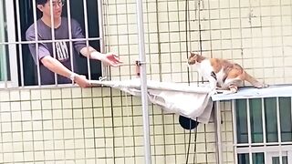 Cat Gets Stuck in Ridiculous Place - Hilarious Rescue Mission Ensues