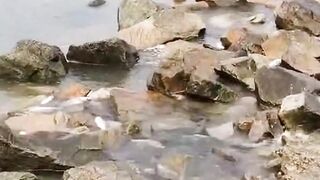 Fish are playing in the mountain cannel