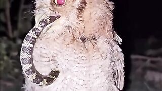 Owl casually eats/swallows Snake #viral #shortsvideo  #reels #pakistan #selfdefense #hyderabad