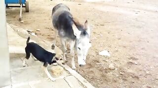 Animals Messing With Each Other || Animals Stories