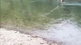Fish playing