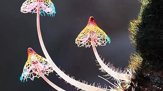Flower satisfying short video 2