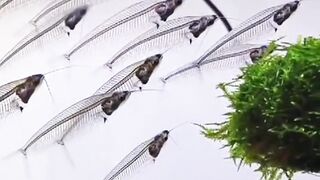 Clear Fish