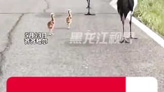 Heron family walk