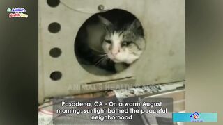 Don't I Deserve to Live? Poor cat tearfully accepts cruelty from humans