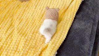 Toddling kitten