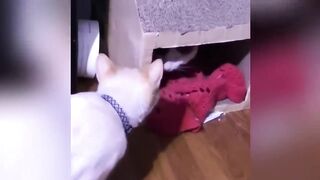 Woman Adopts Cat and Comes Back to Shelter for His Blind Brother