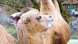 Camelô