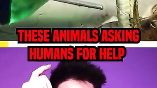 These Animals Asking Humans For Help in 2024 part1 #Shorts