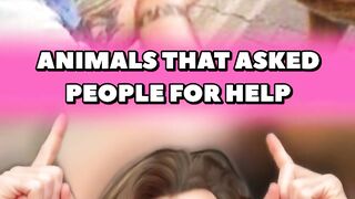 ANIMALS THAT ASKED PEOPLE FOR HELP????in 2024 part3 #shorts