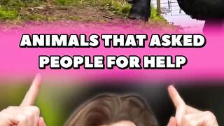 ANIMALS THAT ASKED PEOPLE FOR HELP ????in 2024 part4 #shorts