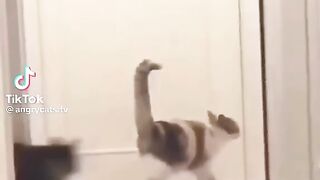 Cat fighting 6