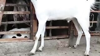 Goat for sale male goats for sale