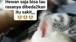 cat lover 6