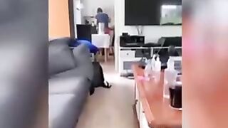 funny pets,cats,lovely dogs,animals 3