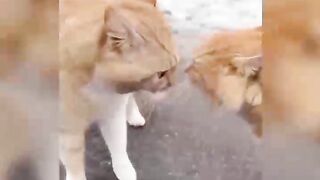 funny pets,cats,lovely dogs,animals 4