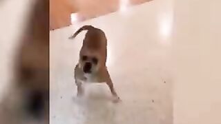 funny pets,cats,lovely dogs,animals 5