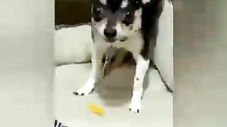 funny pets,cats,lovely dogs,animals 6