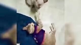 funny pets,cats,lovely dogs,animals 7