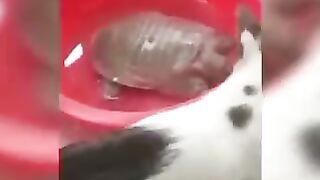 funny pets,cats,lovely dogs,animals 8
