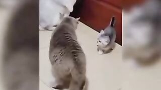 funny pets,cats,lovely dogs,animals 9