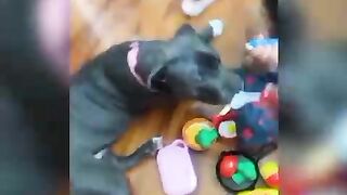 funny pets,cats,lovely dogs,animals 10