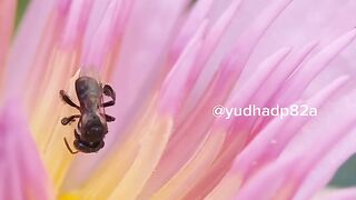 stingless bee & lotus flower